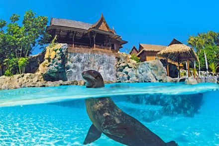 The Sea Lion Island Siam®幸运中国飞艇168体彩(综合)官网开奖 Tenerife